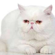 ヒメ日記 2025/01/29 10:47 投稿 れい コスプレ痴漢電車