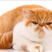 ヒメ日記 2025/01/31 08:36 投稿 れい コスプレ痴漢電車