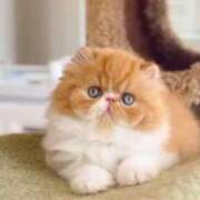 ヒメ日記 2025/02/19 10:13 投稿 れい コスプレ痴漢電車