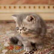 ヒメ日記 2025/02/27 09:22 投稿 れい コスプレ痴漢電車