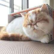 ヒメ日記 2025/03/04 10:12 投稿 れい コスプレ痴漢電車