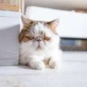 ヒメ日記 2025/03/14 09:50 投稿 れい コスプレ痴漢電車