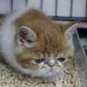 ヒメ日記 2025/04/09 13:43 投稿 れい コスプレ痴漢電車