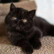 ヒメ日記 2025/07/30 10:48 投稿 れい コスプレ痴漢電車