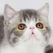 ヒメ日記 2025/08/07 09:33 投稿 れい コスプレ痴漢電車