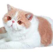 ヒメ日記 2025/08/19 12:50 投稿 れい コスプレ痴漢電車