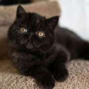 れい こんにちは コスプレ痴漢電車