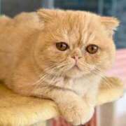 れい こんにちは コスプレ痴漢電車