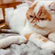 れい こんにちは コスプレ痴漢電車