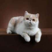 れい こんにちは コスプレ痴漢電車