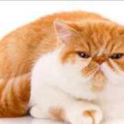 ヒメ日記 2026/04/02 10:08 投稿 れい コスプレ痴漢電車