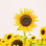 さつき★11月19日デビュー！ こんにちは☘️ 金瓶梅-きんぺいぱい-