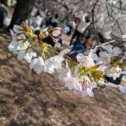 ヒメ日記 2026/03/29 01:53 投稿 菊川 新宿人妻城