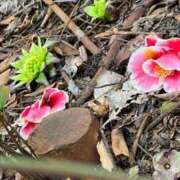 ヒメ日記 2025/03/16 16:18 投稿 しおみ 熟女の風俗最終章 高崎店