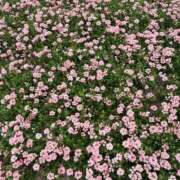 ヒメ日記 2025/01/06 14:31 投稿 せいら 素人妻達☆マイふぇらレディー