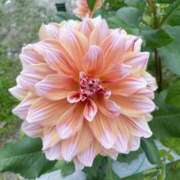 ヒメ日記 2026/04/27 08:18 投稿 せいら 素人妻達☆マイふぇらレディー