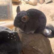 ヒメ日記 2025/03/28 00:04 投稿 花嶋りく Versailles