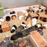 ヒメ日記 2025/03/28 08:19 投稿 花嶋りく Versailles