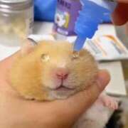 ヒメ日記 2025/04/16 12:21 投稿 花嶋りく Versailles