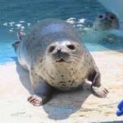 ヒメ日記 2025/04/20 23:58 投稿 花嶋りく Versailles