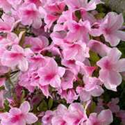 ヒメ日記 2025/04/27 12:22 投稿 花嶋りく Versailles