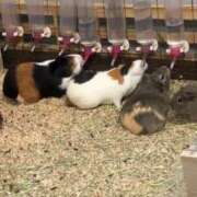 ヒメ日記 2025/06/11 08:01 投稿 花嶋りく Versailles