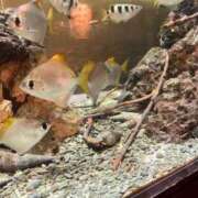 ヒメ日記 2025/06/24 16:41 投稿 花嶋りく Versailles