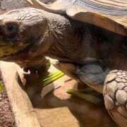 ヒメ日記 2025/06/24 16:51 投稿 花嶋りく Versailles