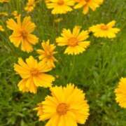 ヒメ日記 2025/05/15 19:28 投稿 みお 即アポ奥さん〜名古屋店〜