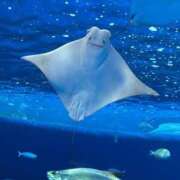 ヒメ日記 2025/05/01 23:50 投稿 みおり 奥様特急新潟店