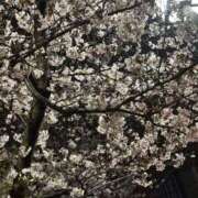 ヒメ日記 2026/04/02 21:27 投稿 メアリ ドMな奥様 名古屋・錦店