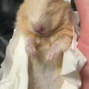 ヒメ日記 2025/01/15 13:02 投稿 佐々波エヴァ Mrs. Dandy