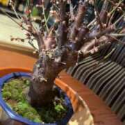 ヒメ日記 2025/02/13 12:01 投稿 佐々波エヴァ Mrs. Dandy