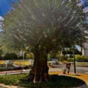 ヒメ日記 2025/03/04 18:25 投稿 佐々波エヴァ Mrs. Dandy