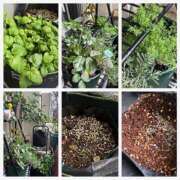 ヒメ日記 2025/04/11 11:51 投稿 佐々波エヴァ Mrs. Dandy