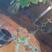 ヒメ日記 2025/09/11 15:51 投稿 佐々波エヴァ Mrs. Dandy