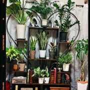 ヒメ日記 2025/10/04 11:59 投稿 佐々波エヴァ Mrs. Dandy