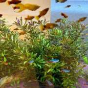 ヒメ日記 2024/12/16 09:45 投稿 まきこ 奥様の実話 梅田店