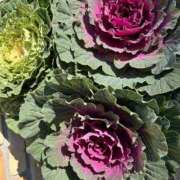 ヒメ日記 2024/12/21 10:30 投稿 まきこ 奥様の実話 梅田店