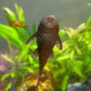 ヒメ日記 2024/12/26 16:13 投稿 まきこ 奥様の実話 梅田店