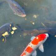 ヒメ日記 2025/01/09 11:17 投稿 まきこ 奥様の実話 梅田店