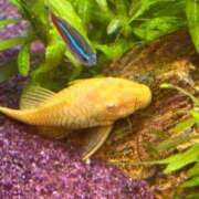 ヒメ日記 2025/01/17 09:15 投稿 まきこ 奥様の実話 梅田店