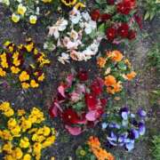 ヒメ日記 2025/03/27 09:15 投稿 まきこ 奥様の実話 梅田店