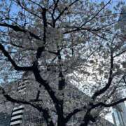 ヒメ日記 2025/04/03 17:14 投稿 まきこ 奥様の実話 梅田店