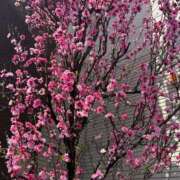 ヒメ日記 2025/04/08 07:30 投稿 まきこ 奥様の実話 梅田店