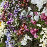 ヒメ日記 2025/04/09 09:30 投稿 まきこ 奥様の実話 梅田店