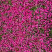 ヒメ日記 2025/04/18 09:02 投稿 まきこ 奥様の実話 梅田店