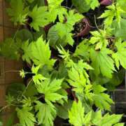 ヒメ日記 2025/05/31 20:31 投稿 まきこ 奥様の実話 梅田店