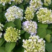 ヒメ日記 2025/06/09 15:45 投稿 まきこ 奥様の実話 梅田店