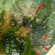 ヒメ日記 2025/06/13 14:15 投稿 まきこ 奥様の実話 梅田店